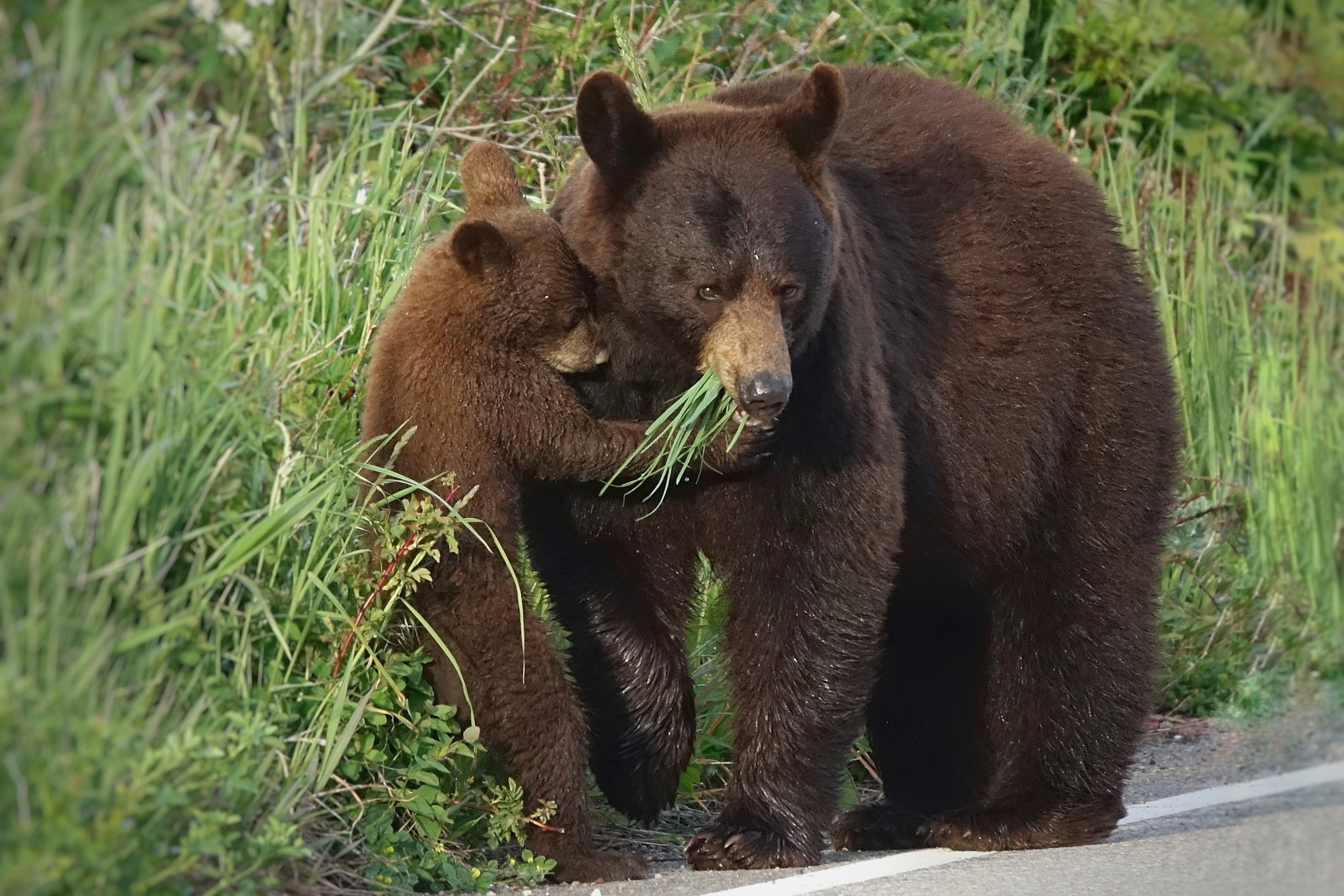 Ours noir broutant au bord de la route